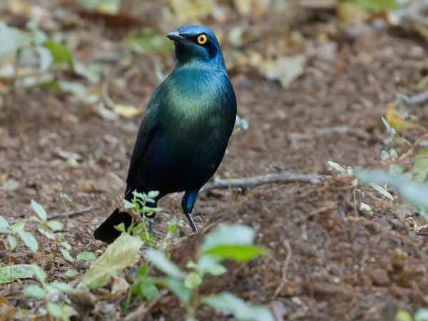 Roodschouderglansspreeuw (Lamprotornis nitens)